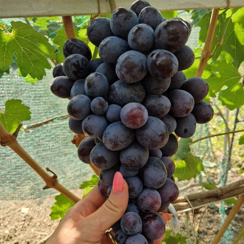 Виноград Подарок Несвятая