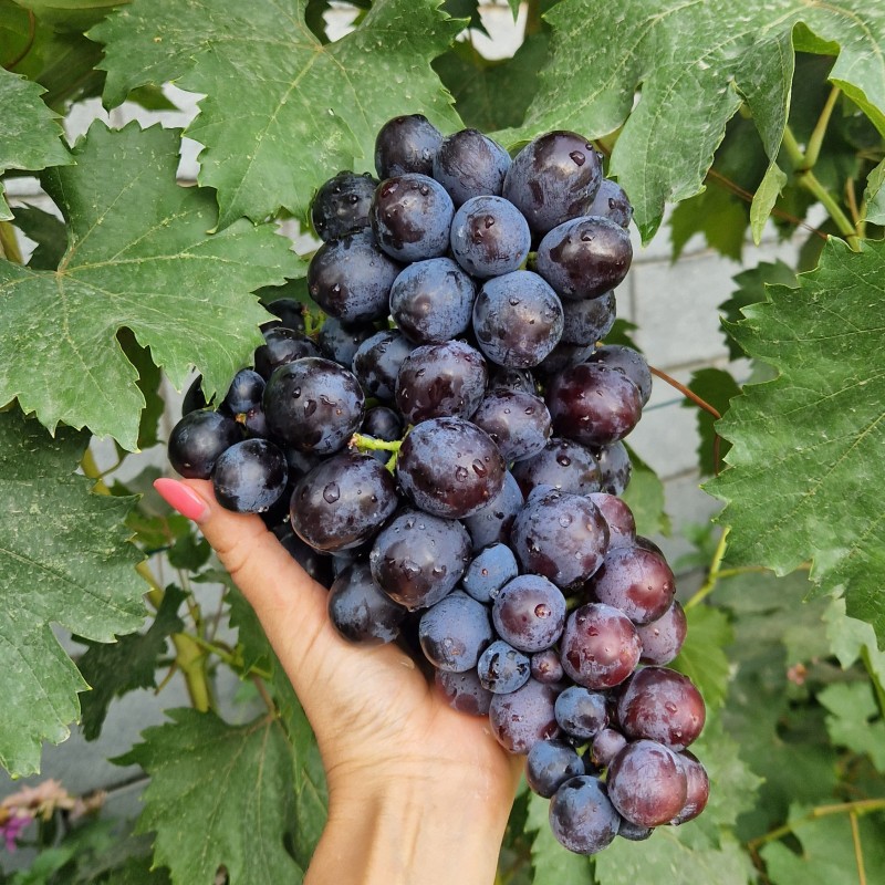 Виноград Подарок Несвятая