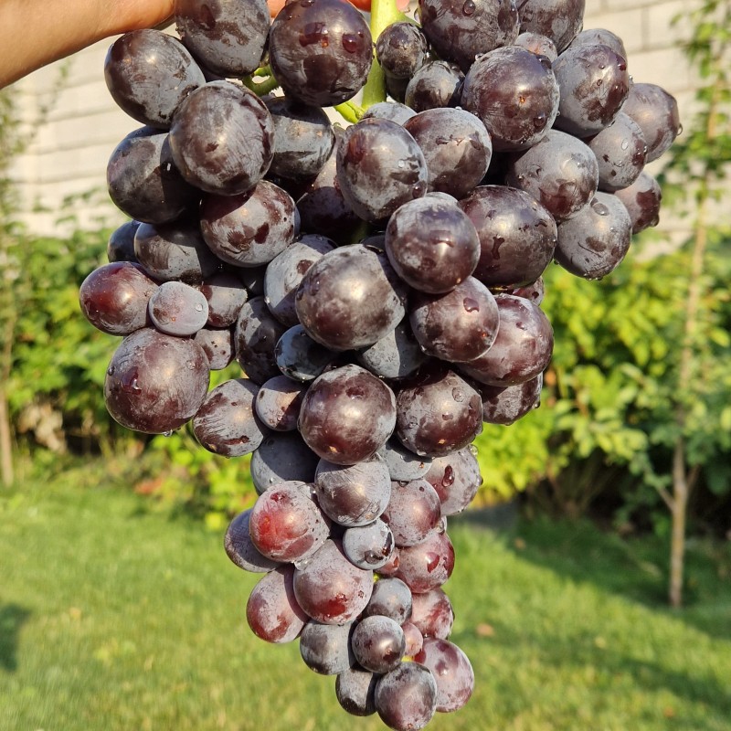 Виноград Подарок Несвятая