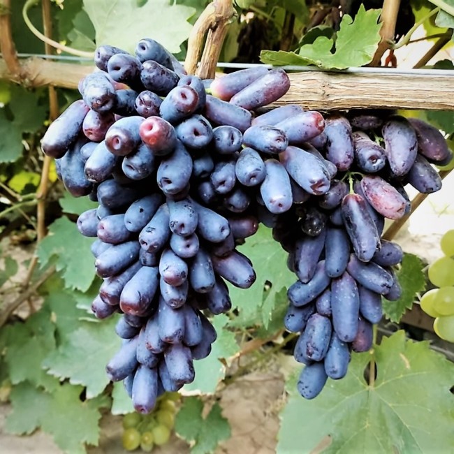 Виноград Аватар