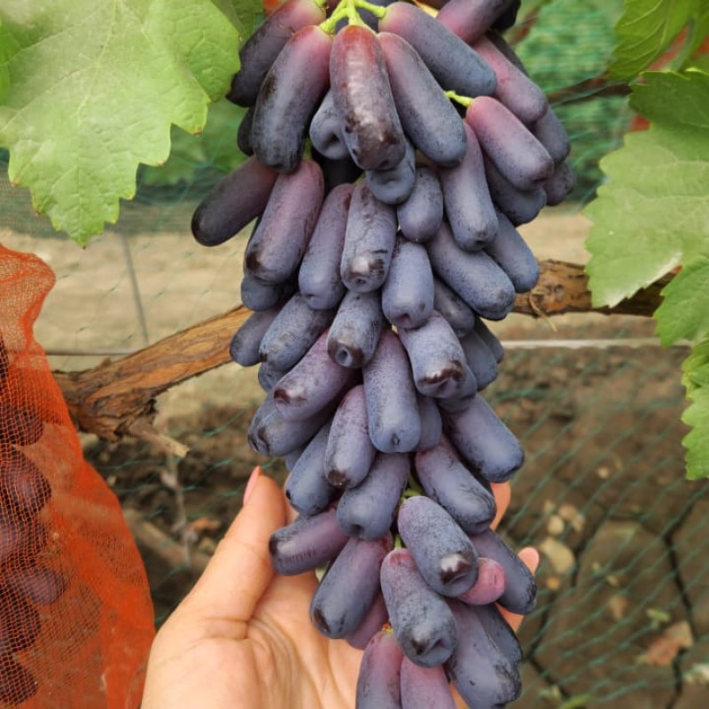 Виноград Аватар