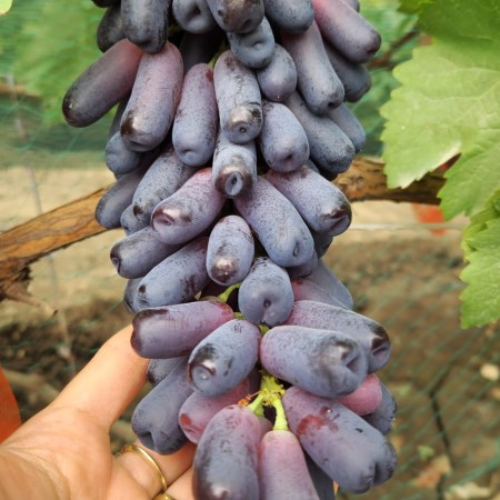 Виноград Аватар