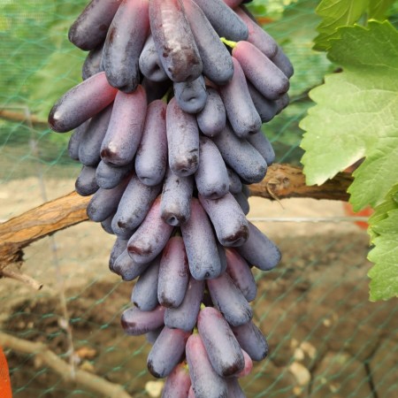 Виноград Аватар