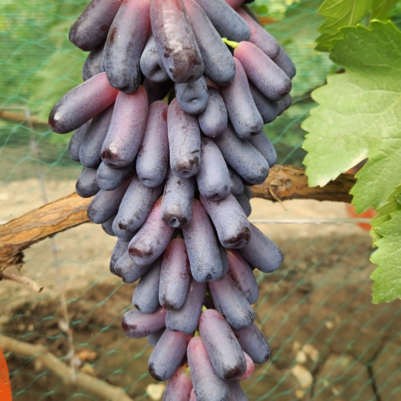 Виноград Аватар