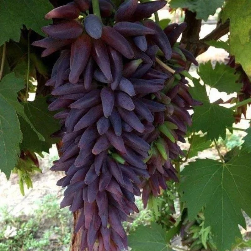 Виноград Хеллоуин