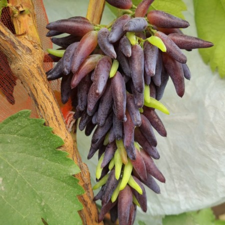 Виноград Хеллоуин