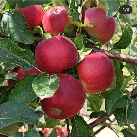 Яблоня Ред Фри