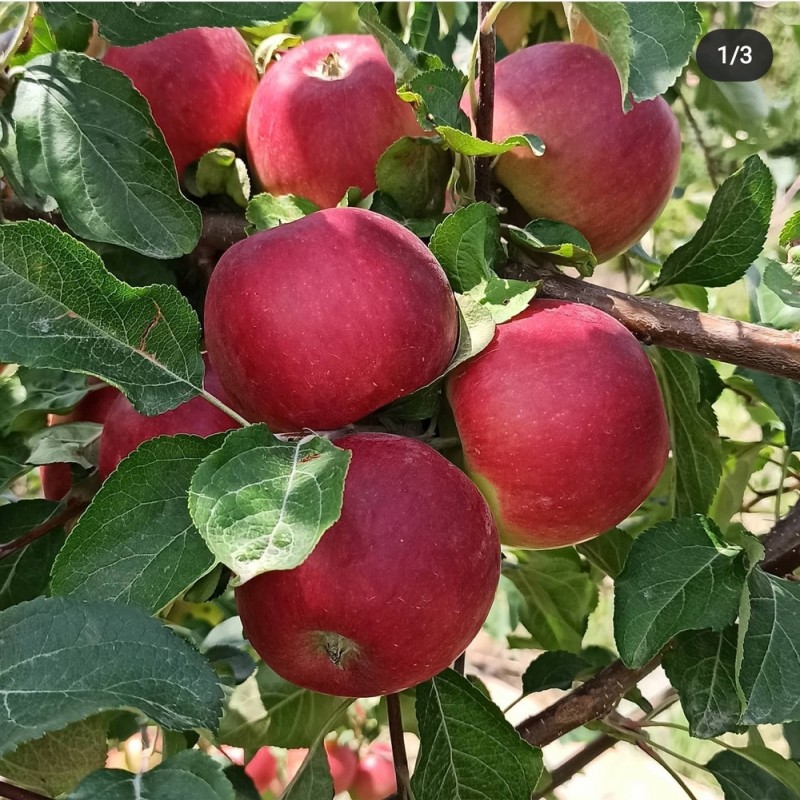 Яблоня Ред Фри