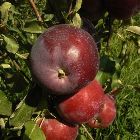 Яблоня Вильямс Прайд