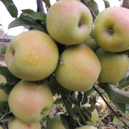 Яблоня Голд Раш