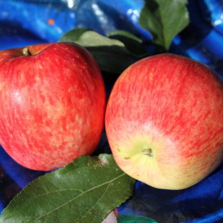 Яблоня Рахат