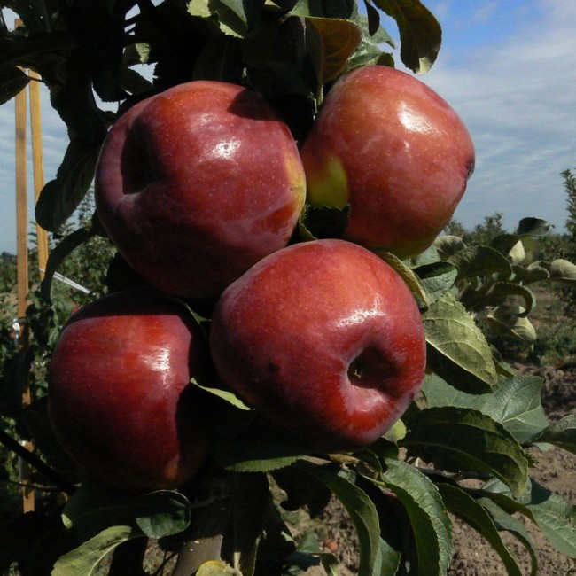 Яблоня Максат