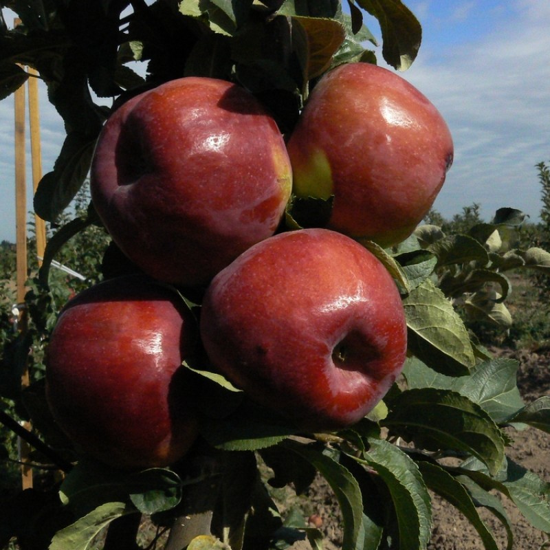 Яблоня Максат