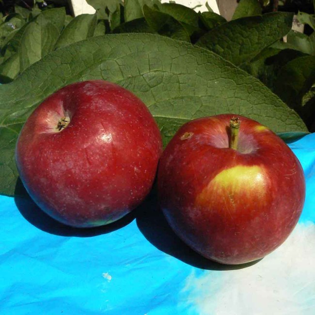 Яблоня Старк Эрлиест