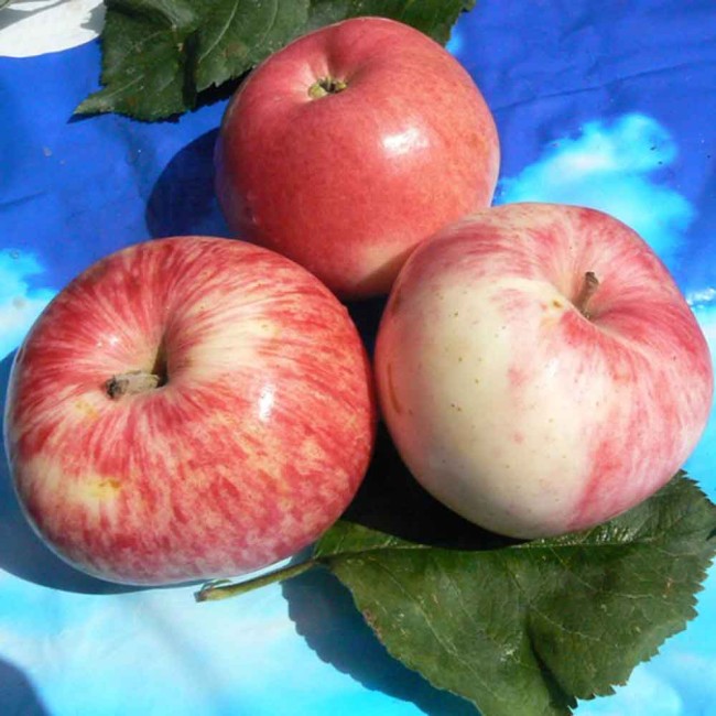 Яблоня Суйслеппер Столовка