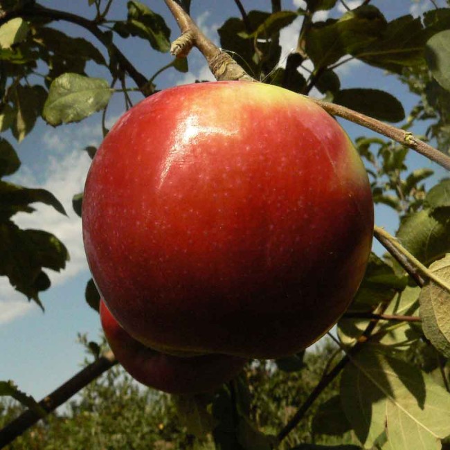 Яблоня Ред Мелба