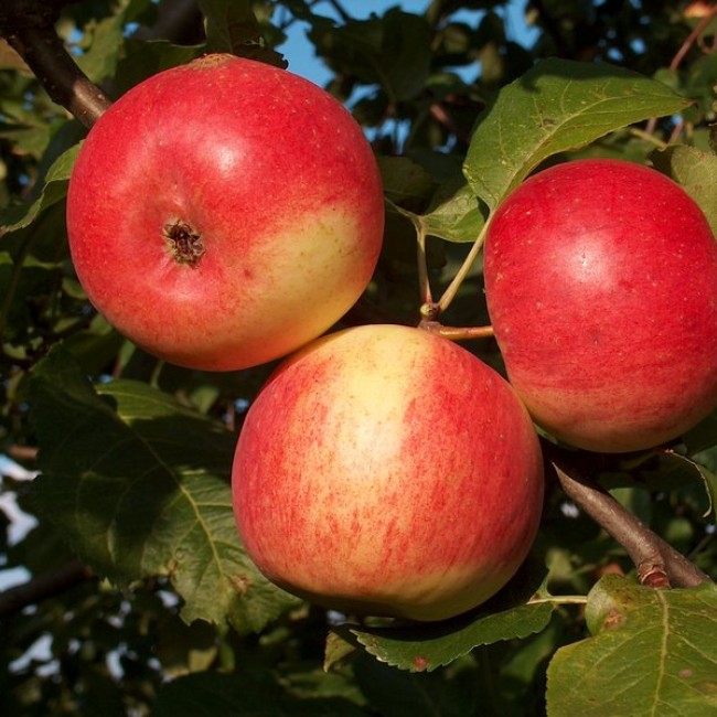 Яблоня Квинти