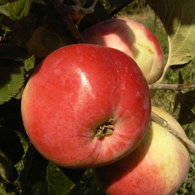 Яблоня Столовка Королевская