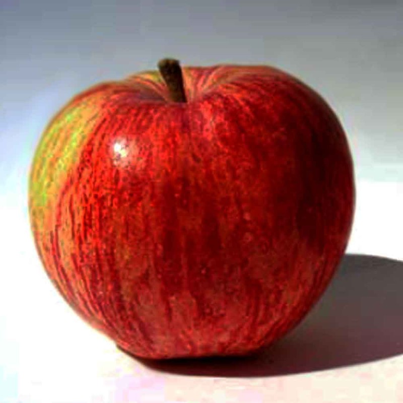 Яблоня Пеструшка