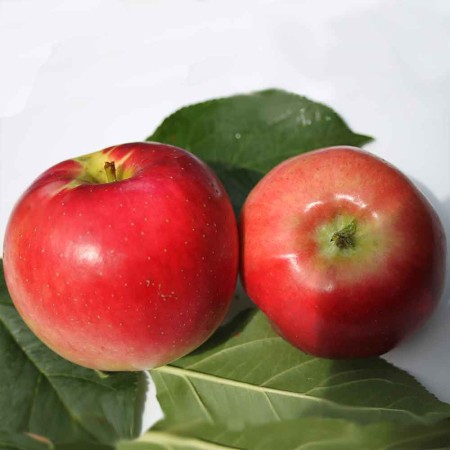 Яблоня Апортовое