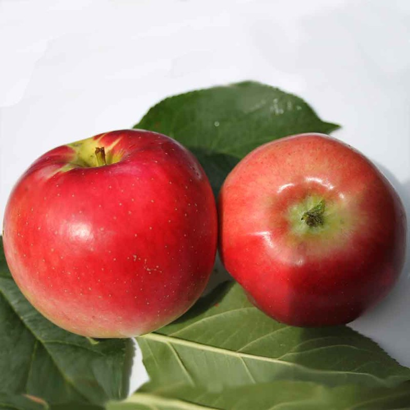 Яблоня Апортовое