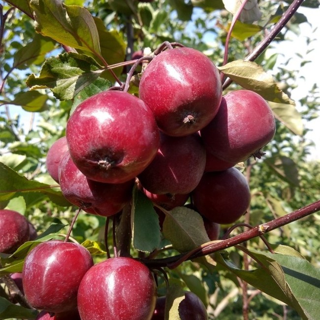 Яблоня Кызыл Алма