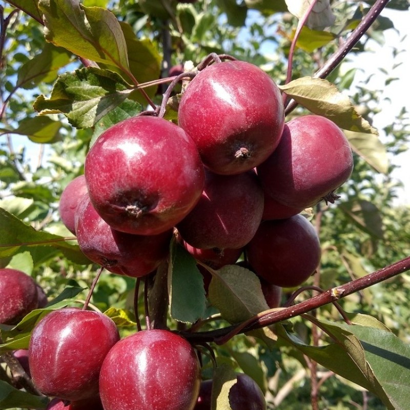 Яблоня Кызыл Алма