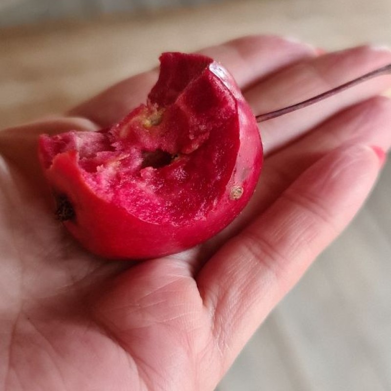 Яблоня Кызыл Алма