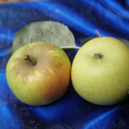 Яблоня Ренет Бурхардта