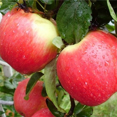 Яблоня Эрли Женева