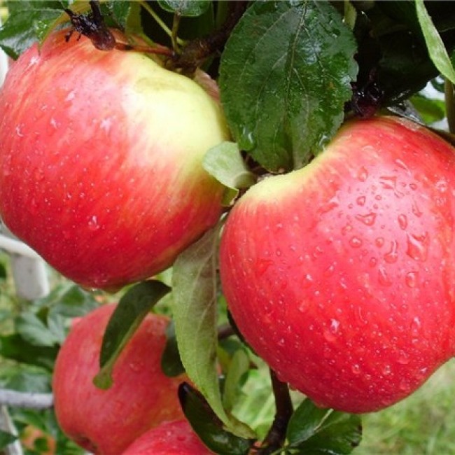 Яблоня Эрли Женева