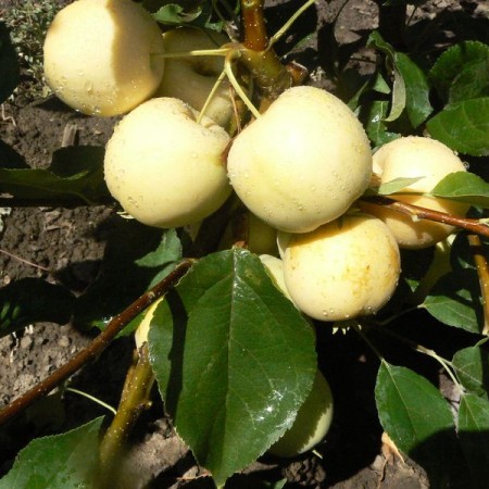 Яблоня Уральское наливное