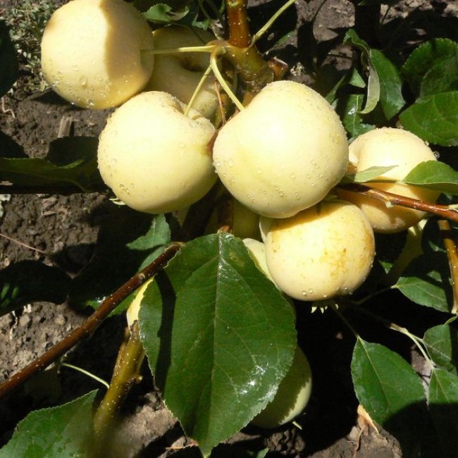 Яблоня Уральское наливное