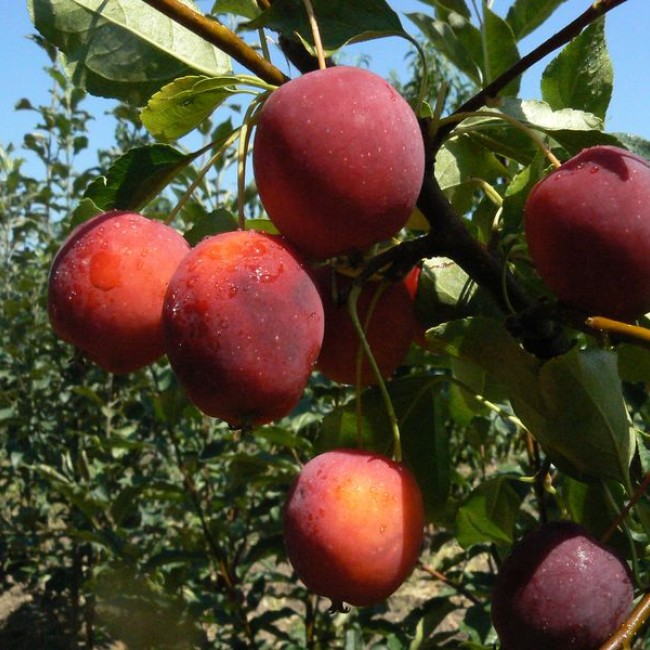 Яблоня Джон Дауни