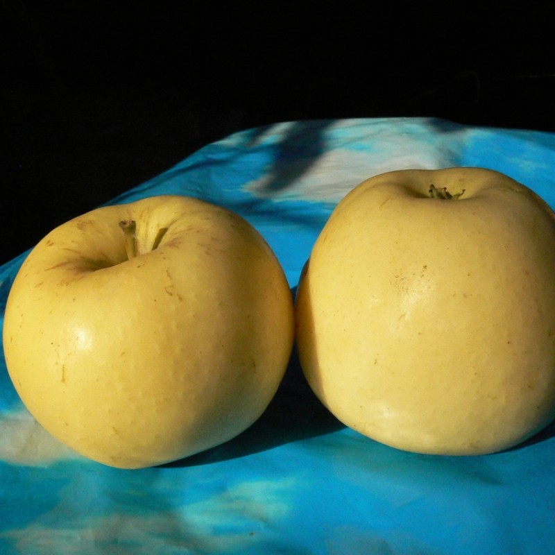 Яблоня Пристин