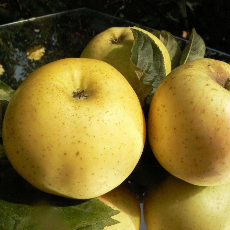 Яблоня Ренет Студенческий