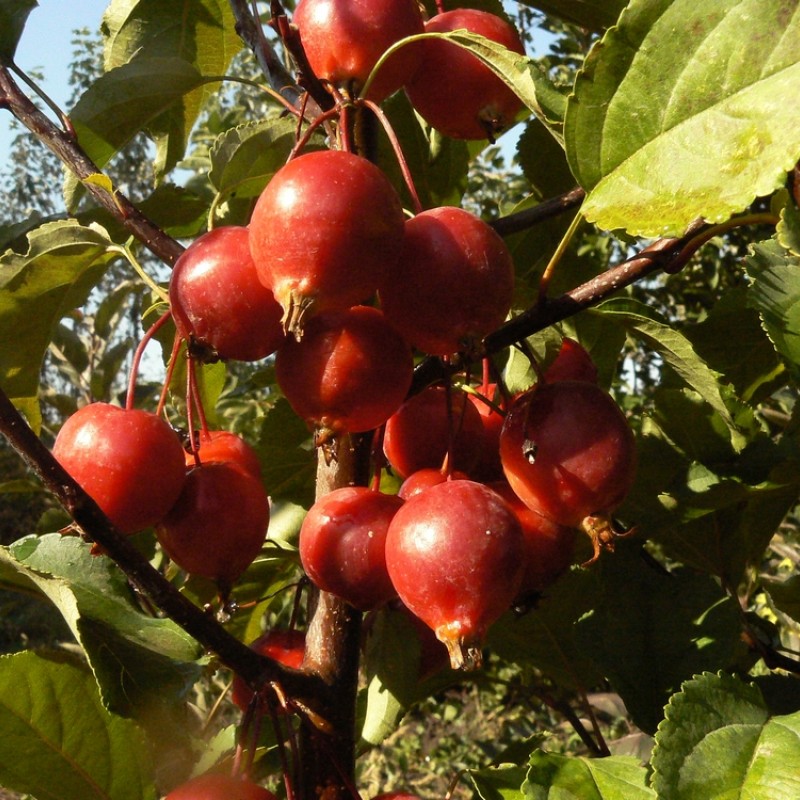 Яблоня Ред Обелиск