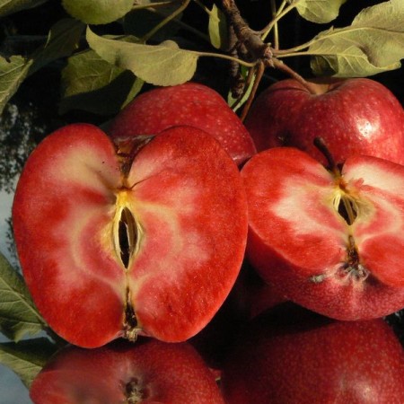 Яблоня Пионер Алатау