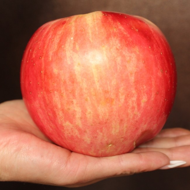 Яблоня Апорт Александр