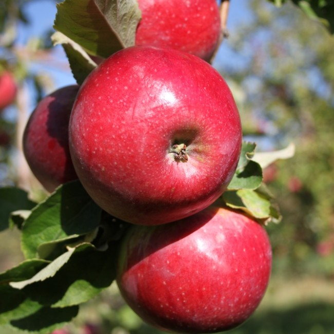Яблоня Апорт Кроваво-красный