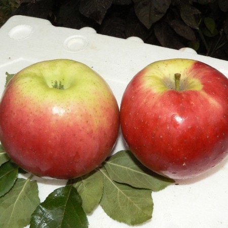 Яблоня Суздалевское