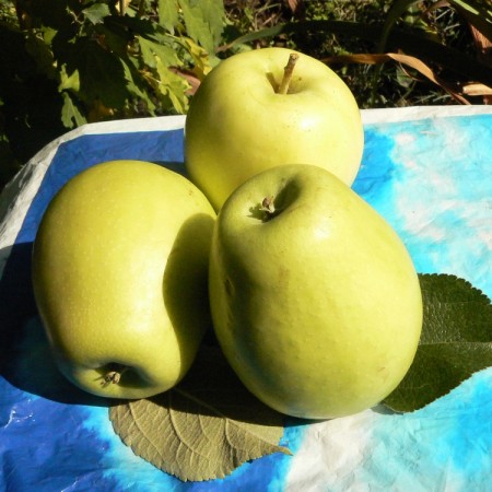 Яблоня Восход