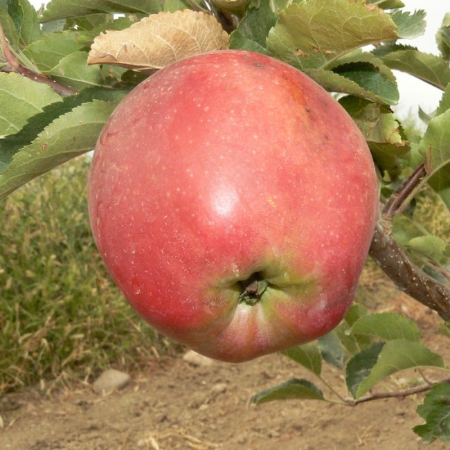 Яблоня Призовое