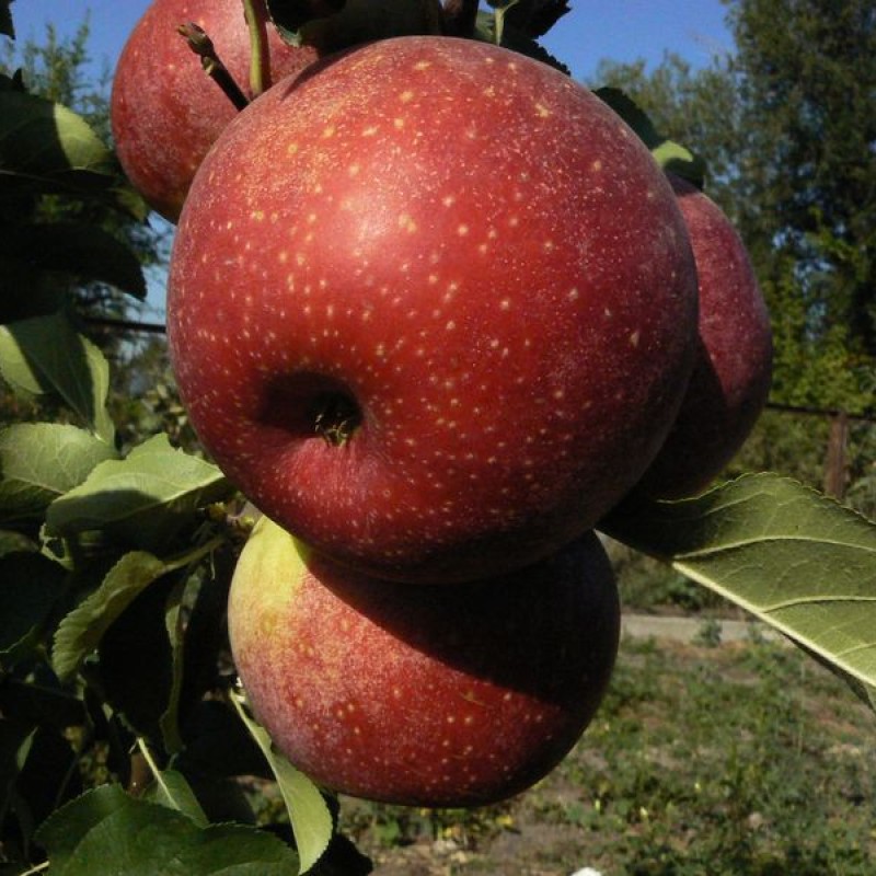 Яблоня Максимус