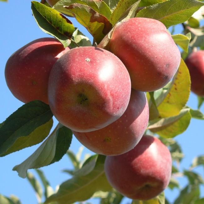 Яблоня Глостер