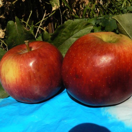 Яблоня Стойкий