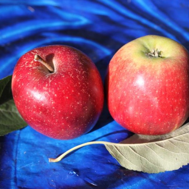 Яблоня Егемен