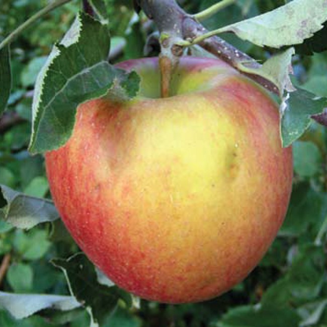 Яблоня Джонаголд