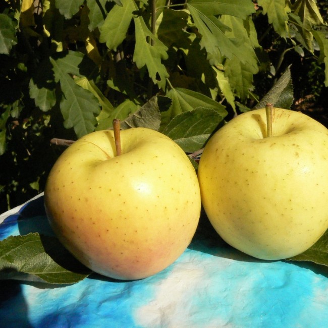 Яблоня Голден Делишес