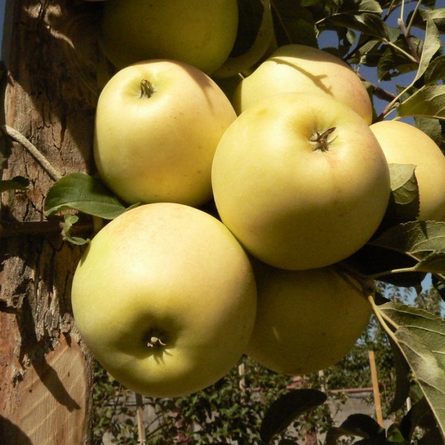 Яблоня Солнечный танец